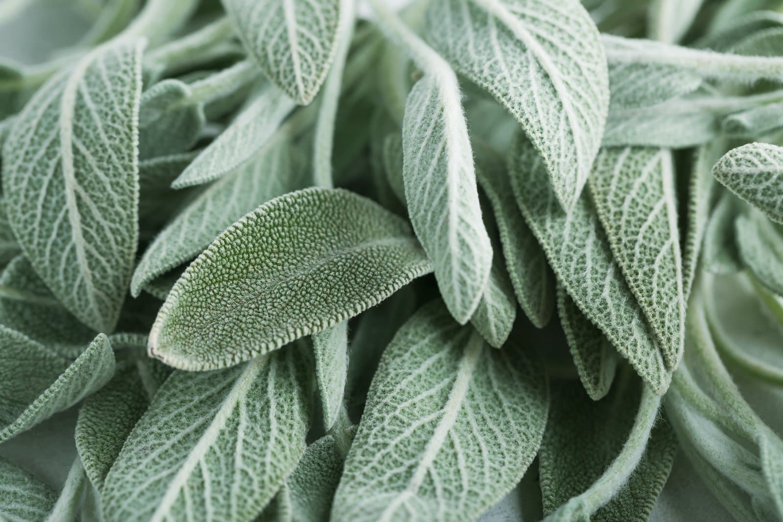 Sage (salvia) growing at Casa Damara