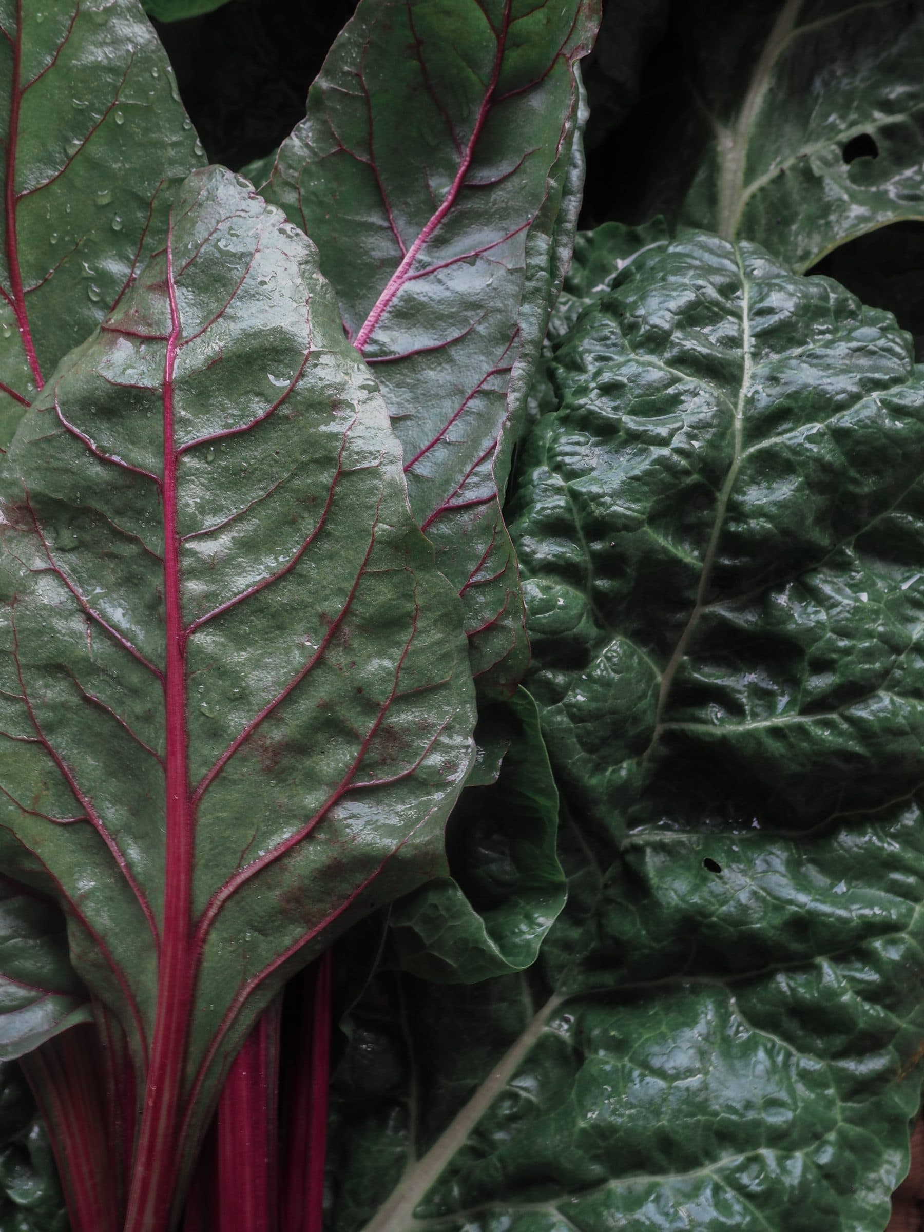 Fresh produce from the Casa Damara farm