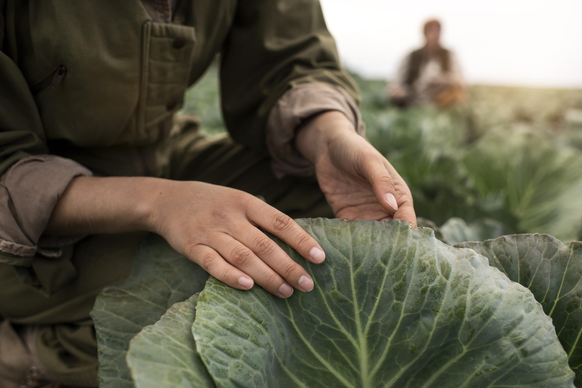 Tending the seasonal crops at Casa Damara